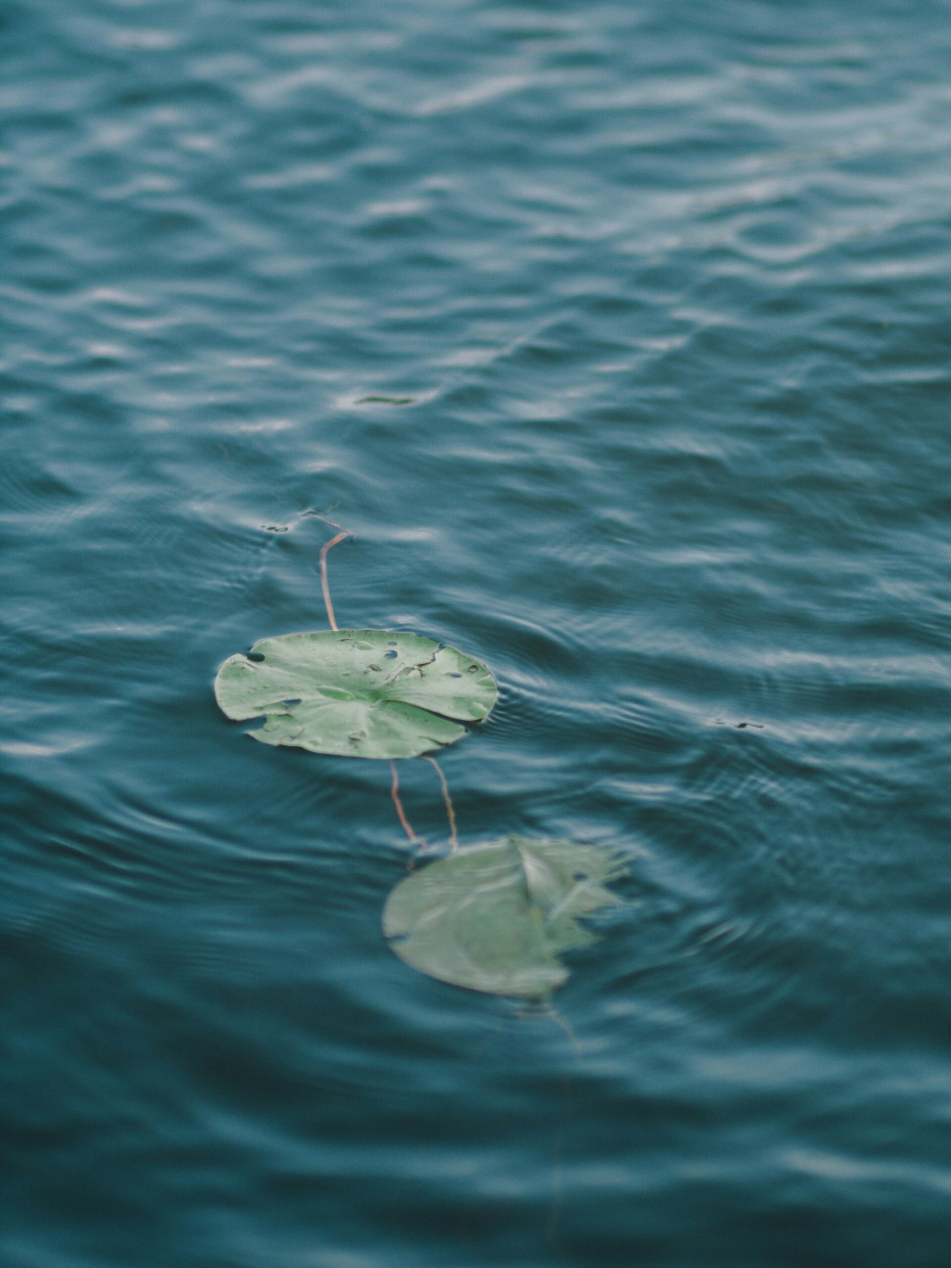 gio-bartlett-Xtqk0v0fYeU-unsplash